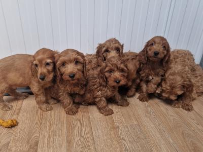 8 Cockapoo puppies for sale in Wexford