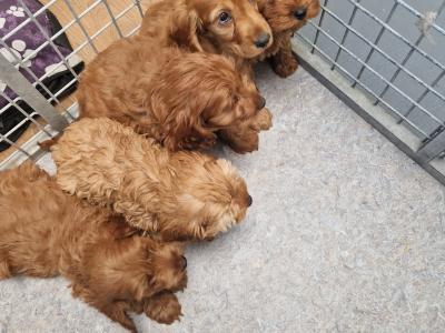 8 Cockapoo puppies for sale in Wexford