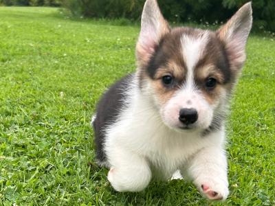 IKC Registered Welsh Corgi Pembroke puppies in Wexford