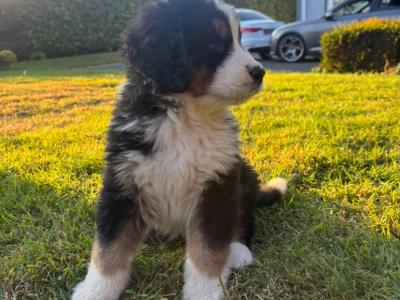 St Bernese puppies for sale in Laois