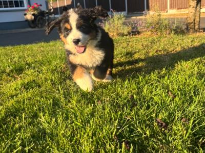 St Bernese puppies for sale in Laois