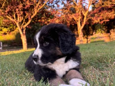 St Bernese puppies for sale in Laois
