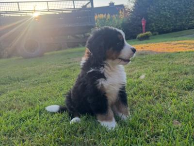 St Bernese puppies for sale in Laois