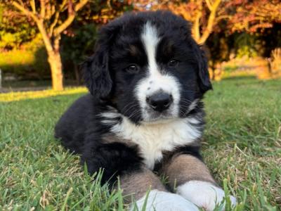 St Bernese puppies for sale in Laois