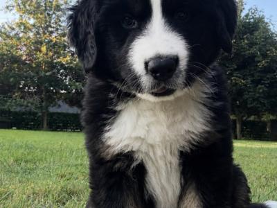 St Bernese puppies for sale in Laois