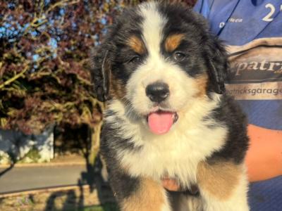 St Bernese puppies for sale in Laois