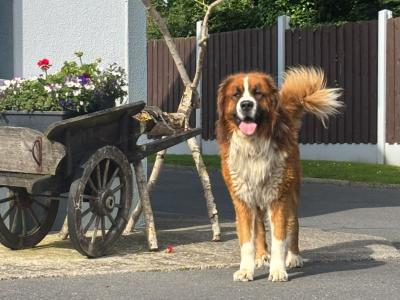 St Bernese puppies for sale in Laois