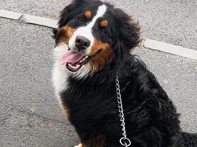 St Bernese puppies for sale in Laois