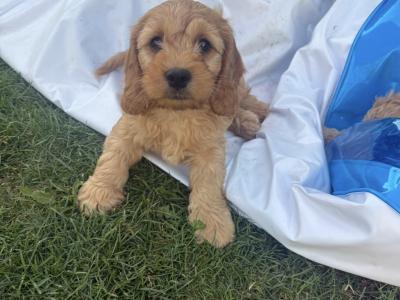 Cavapoo x Cockapoo puppies in Kildare