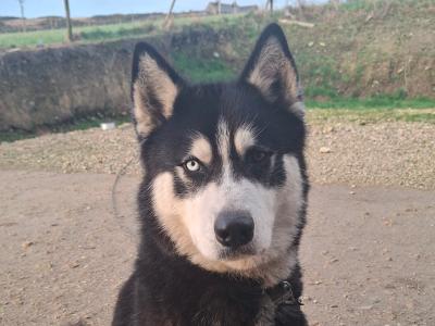 2 year 6 month old male Husky in Donegal