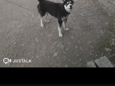 3 year old Husky