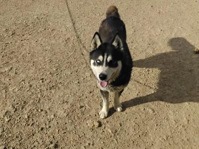 3 year old Husky