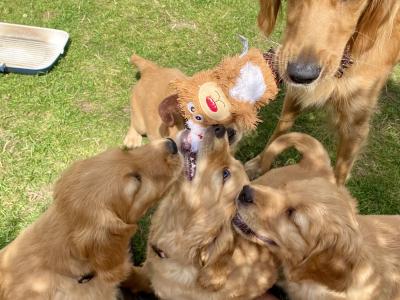 Fluffy Happy Golden Retriever puppies in Wicklow