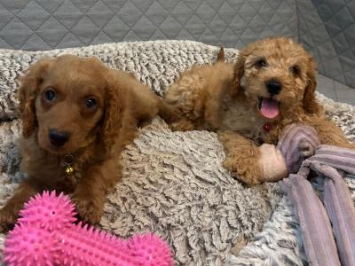 Cavapoo puppies 🐶 🐾