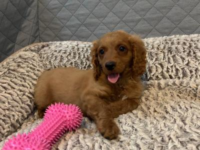 Stunning male Cavapoo puppies 🐶 in Wexford
