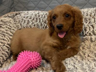Cavapoo puppies 🐶 🐾