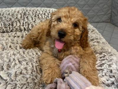 Cavapoo puppies 🐶 🐾
