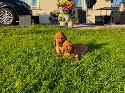 Golden Cocker Spaniel puppies in Cavan