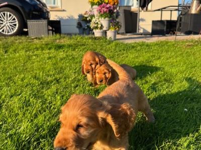 Golden Cocker Spaniel puppies in Cavan