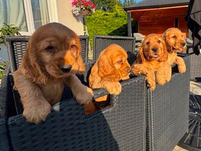 Golden Cocker Spaniel puppies in Cavan