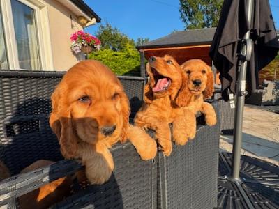 Golden Cocker Spaniel puppies in Cavan