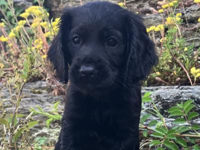 IKC Registered Working Cocker Spaniel puppies in Cork