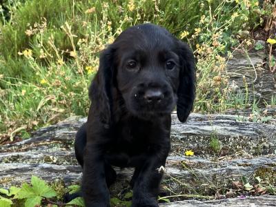 IKC Registered Working Cocker Spaniel puppies in Cork
