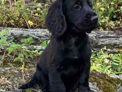 IKC Registered Working Cocker Spaniel puppies in Cork