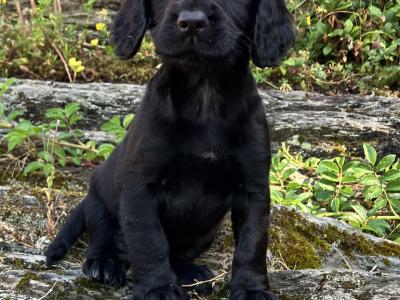 IKC Registered Working Cocker Spaniel puppies in Cork