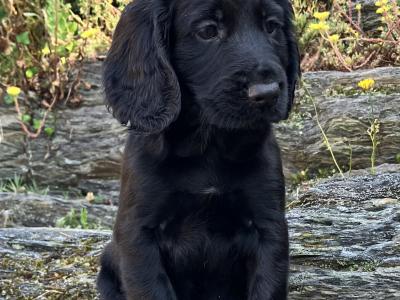 IKC Registered Working Cocker Spaniel puppies in Cork