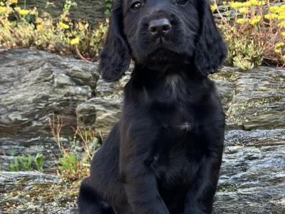 IKC Registered Working Cocker Spaniel puppies in Cork