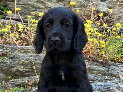 IKC Registered Working Cocker Spaniel puppies in Cork