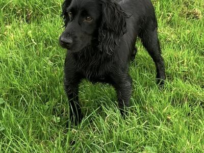 IKC Registered Working Cocker Spaniel puppies in Cork