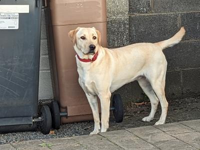 Friendly IKC Registered 5 year old female Labrador in Dublin is looking for a Loving Family Home