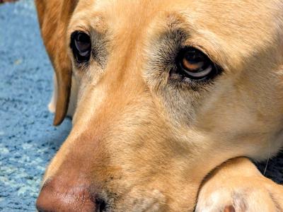 Friendly IKC Registered 5 year old female Labrador in Dublin is looking for a Loving Family Home