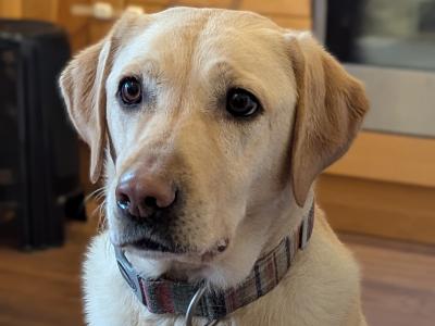Friendly IKC Registered 5 year old female Labrador in Dublin is looking for a Loving Family Home