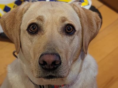 Friendly IKC Registered 5 year old female Labrador in Dublin is looking for a Loving Family Home