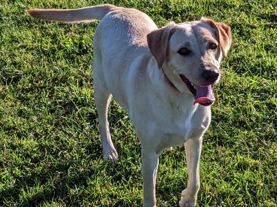 Friendly IKC Registered 5 year old female Labrador in Dublin is looking for a Loving Family Home