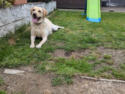 Friendly IKC Registered 5 year old female Labrador in Dublin is looking for a Loving Family Home