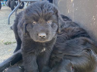 Beautiful Newfoundland puppies in Longford