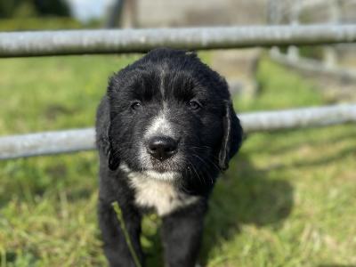 Beautiful Newfoundland puppies in Longford