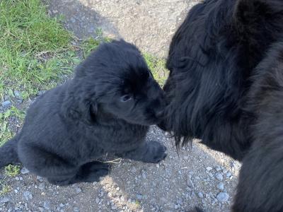Beautiful Newfoundland puppies in Longford