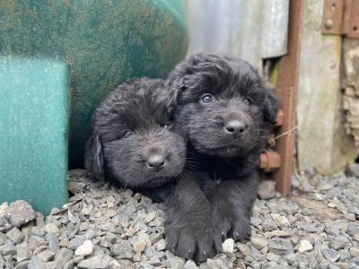 Beautiful Newfoundland puppies in Longford