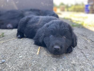 Beautiful Newfoundland puppies in Longford