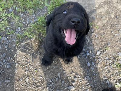 Beautiful Newfoundland puppies in Longford