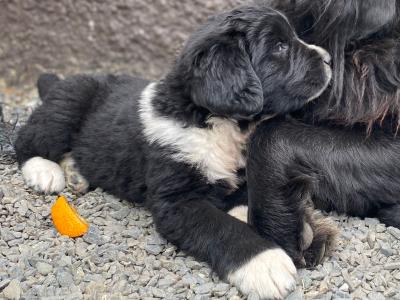 Beautiful Newfoundland puppies in Longford