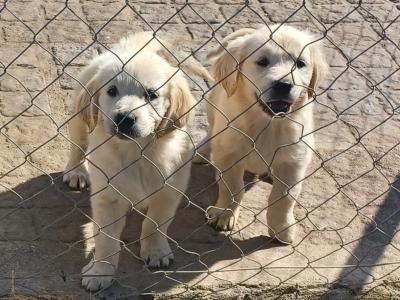 Golden Retriever puppies for sale in Cork