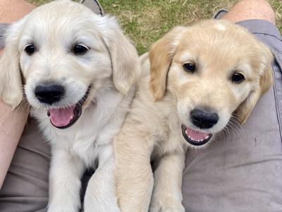 Fluffy Happy Golden Retriever puppies in Wicklow