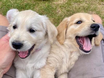 Fluffy Happy Golden Retriever puppies in Wicklow