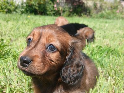 IKC Registered pedigree Miniature Long-Haired Dachshund puppies in Waterford